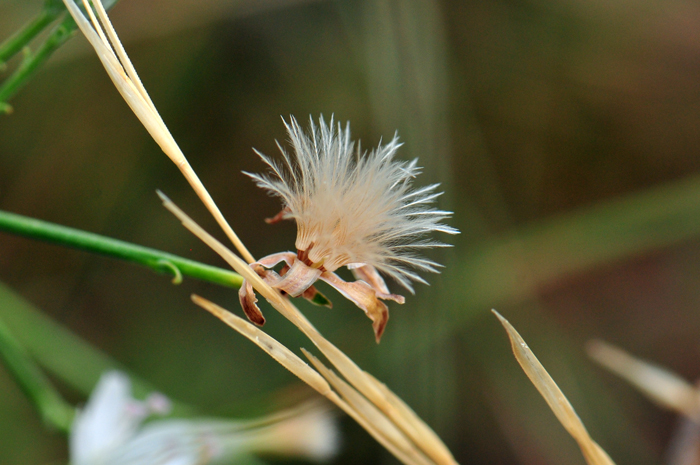 Brownplume Wirelettuce flowers produce a fruit called a cypsela that has a tan-brown tuft of bristles with fine hairs like a feather plume (plumose). Bristles are rarely white as shown in the photo. Stephanomeria pauciflora